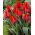 Tulipan Rob Verlinden - 5 szt.