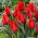 Tulipan Rob Verlinden - 5 szt.