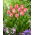 Tulipan Pink Sound - duża paczka! - 50 szt.