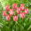 Tulipan Pink Sound - 5 szt.