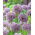 Czosnek turkiestański - Allium Stipitatum