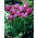 Tulipan papuzi fioletowy - Parrot purple - 5 szt.