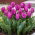 Tulipan papuzi fioletowy - Parrot purple - duża paczka! - 50 szt.
