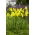 Irys holenderski - Strongold - 10 szt.