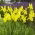 Irys holenderski - Strongold - 10 szt.