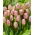 Tulipan Happy Feet - duża paczka! - 50 szt.