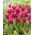 Tulipan Purple Doll - 5 szt.