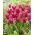 Tulipan Purple Doll - duża paczka! - 50 szt.