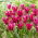 Tulipan Purple Doll - 5 szt.