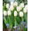 Tulipan White Flag - duża paczka! - 50 szt.