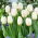 Tulipan White Flag - duża paczka! - 50 szt.