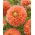Dalia - Orange Impact