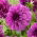 Dalia - Blue Bell