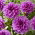 Dalia - Lilac Time