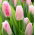 Tulipan Edinburgh - GIGA paczka! - 250 szt.