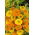 Nagietek lekarski Greenheart - 240 nasion