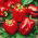 BIO Papryka California Wonder
