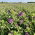 Lucerna siewna Eugenia - 0,5 kg