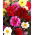 Dalia - Red Skin mix - GIGA paczka! - 50 szt.