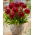 Dalia - Red Rock - GIGA paczka! - 50 szt.
