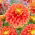 Dalia - Sunset Tropicana - duża paczka! - 10 szt.