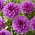 Dalia - Lilac Time - duża paczka! - 10 szt.