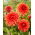 Dalia - Orange Sunrise - GIGA paczka! - 50 szt.