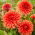 Dalia - Orange Sunrise - GIGA paczka! - 50 szt.