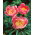 Piwonia, Paeonia - Lovely Rose - sadzonka - duża paczka! - 10 szt.