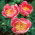 Piwonia, Paeonia - Lovely Rose - sadzonka - duża paczka! - 10 szt.