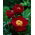 Piwonia, Paeonia - Illini Warrior - sadzonka - duża paczka! - 10 szt.