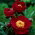 Piwonia, Paeonia - Illini Warrior - sadzonka