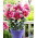 Lilia orientalna miniaturka - Gentle Romance - GIGA paczka! - 50 cebulek