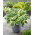 Funkia - Hosta Orion's Belt