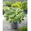 Funkia - Hosta Orion's Belt - duża paczka! - 10 szt.