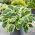 Funkia - Hosta Orion's Belt - GIGA paczka! - 50 szt.