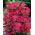 Krwawnik pospolity - Summerwine - różowy