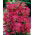 Krwawnik pospolity - Summerwine - różowy - duża paczka! - 10 szt.