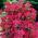 Krwawnik pospolity - Summerwine - różowy