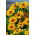 Rudbekia - Tiger Eye Gold - duża paczka! - 10 szt.