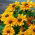 Rudbekia - Tiger Eye Gold - duża paczka! - 10 szt.