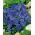 Fiołek rogaty Blue Perfection - błękitny