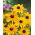 Rudbekia dwubarwna - My Joy