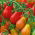 Pomidor Red Pear - koktajlowy