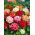Pelargonia - mix kolorów - 10 nasion