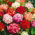 Pelargonia - mix kolorów - 10 nasion