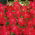 Tytoń ozdobny - Crimson Bedder