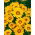 Gazania Yellow with Ring