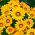 Gazania Yellow with Ring