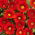 Gazania Red with Ring
